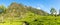 Panoramic view at the Tea plantations near Dambethenna - Sri Lanka