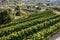 Panoramic View of Terracied Wineyards in Summer in the City of L