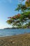 Panoramic view to the beach with red flowers blossom in the foreground.