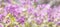 Panoramic view to spring background art with violet Lunaria honesty blossom. Spring day, close up, shallow depths of the field.