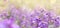 Panoramic view to spring background art with violet Lunaria honesty blossom. Spring day, close up, shallow depths of the field.