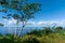 Panoramic View with a Tree and the Ocean in the background, Sayulita Mexico.