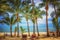 Panoramic view of tropical beach with coconut palm trees