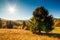 Panoramic view of Ukraine countryside, lonely windy tree, rolling hills and green fields at sunset. Carpathians, Synevyr