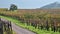 Panoramic view of vineyard in early autumn with vibrant yellow colors of fall