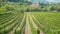 Panoramic view of vineyard in Greece