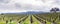 Panoramic view of a vineyard in Sonoma Valley at the beginning of spring, California