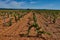 Panoramic view of a vineyard in the Spain countryside - Ademuz
