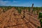 Panoramic view of a vineyard in the Spain countryside - Ademuz