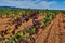 Panoramic view of a vineyard in the Spain countryside - Ademuz