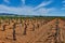 Panoramic view of a vineyard in the Spain countryside - Ademuz