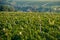 Panoramic view of the vineyards fields