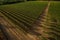 Panoramic view of the vineyards fields