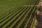 Panoramic view of the vineyards fields