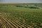 Panoramic view of the vineyards fields