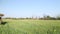 Panoramic view of wheat field in Jodhpur with small tree house.