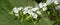 Panoramic view of white flowers on a background of greenery. Spring white flowers of an apple-tree in a park close-up.