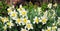 Panoramic view on White spring narcissus flowers. Narcissus flower also known as daffodil, daffadowndilly, narcissus