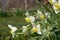 Panoramic view on White spring narcissus flowers. Narcissus flower also known as daffodil, daffadowndilly, narcissus, and jonquil