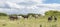 Panoramic view with Wild Coastal Ponies in North Wales, UK