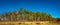 Panoramic view of wild pine tree forest at Spring, near Magdeburg, Germany, sunny day