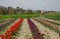 Panoramic view of wonderul field of tulips and windmill near Spoleto