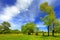 Panoramic view of the wooded meadows and wetlands - wildlife and birds reserve in the Biebrzanski National Park in Poland