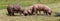 Panoramic view of young pigs on pasture