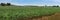 Panoramic view of young rapeseed crops in autumn, green field