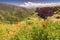 Panoramic viewpoint with red poppy flowers and famous Debed Canyon and a deep gorge in the Armenian Highlands in the