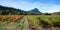Panoramic of vines in between the mountains