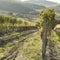 Panoramic vineyard in Tuscany