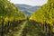 Panoramic vineyard in Tuscany