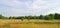 Panoramic warm summer landscape with birch grove in the distance, green flowering meadow in the foreground and blue sky on the