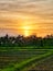 panorma the beauty of the sunset from the edge of the rice fields