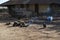 Pans cooking in a fire in front of a hut in a slum in the outskirts of the city of Gabu, with a vulture, in Guinea Bissau