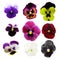 Pansies