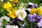 Pansies is blooming in meadow, closeup. Variety spring violas is growing in garden.