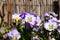 Pansies blooms