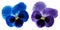 Pansies blue and violet flower on a white isolated background with clipping path. Closeup no shadows.