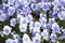 Pansies in bright lilac blue color. Near Pantone Color 2022: Very Peri. Beautiful small spring flowers