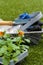 Pansies, burned orange, young plants in a plastic tray on a lawn