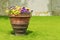 Pansies in the clay pot in the park