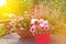 Pansies daisies forget-me-not pot basket