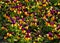 Pansies flower bed beautiful natural background