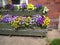 Pansies in flower boxes