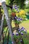 Pansies in flower pots decorated on an old wooden ladder in the garden