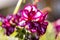 Pansies flowers, nice red edges