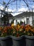 Pansies in the foreground in the garden. Berlin, Germany