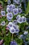 Pansies in Monet`s garden at Giverny, Normandy, France